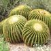 Golden Barrel Cactus